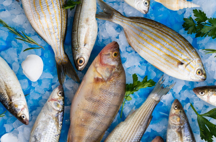  Da aparência à textura: nutricionista explica como escolher o peixe para o almoço da Semana Santa   