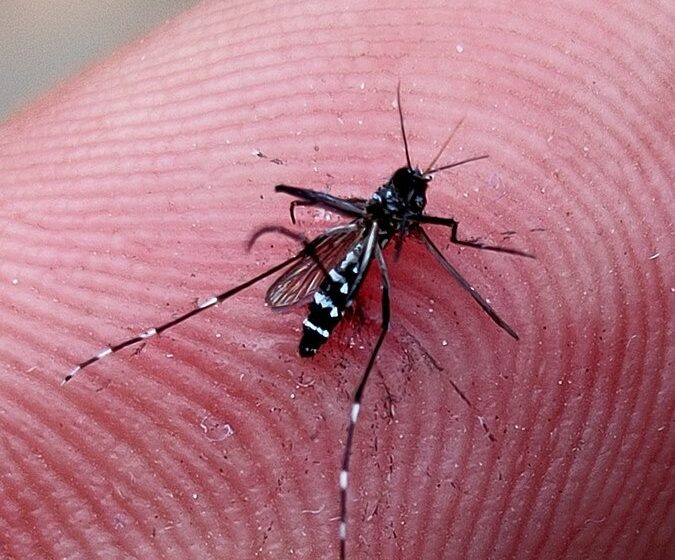  Moradores de Busca Vida estão sendo alertados para combater a dengue, outras arboviroses e a raiva