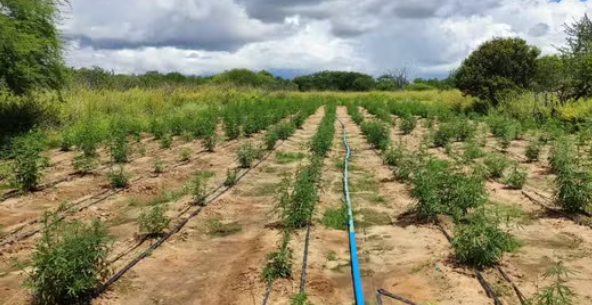  Polícia encontra cerca de 70 mil pés de maconha na Bahia