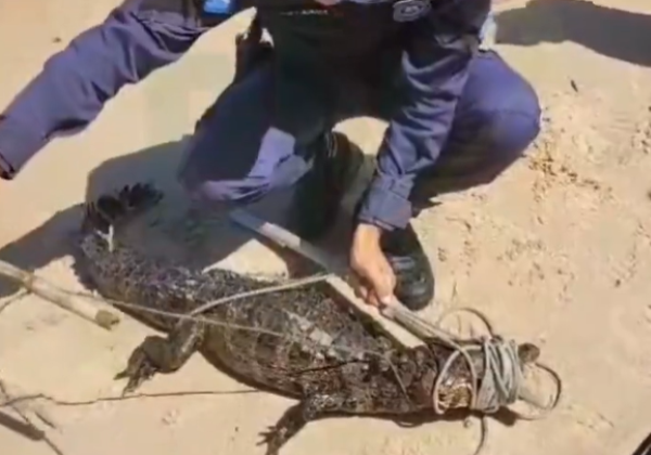  Jacaré é encontrado em praia de Salvador