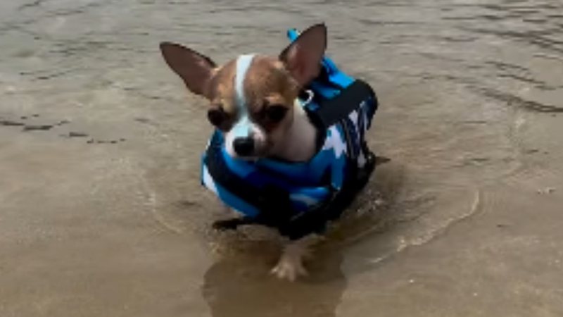  Não resistiu! Cão de apartamento tem uma reação hilária ao passar o dia na praia; CONFIRA!